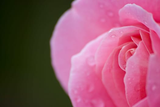 rose without hip without rosehip