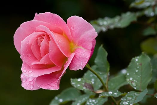 rose without hip without rosehip