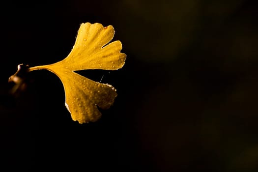 Ginkgo leaf