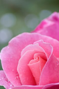 rose without hip without rosehip