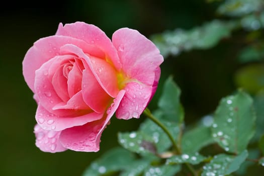 rose without hip without rosehip