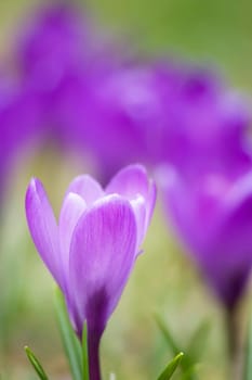 crocus