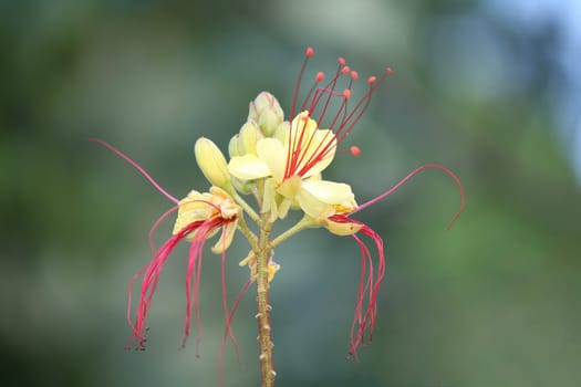 Bird of paradise bush