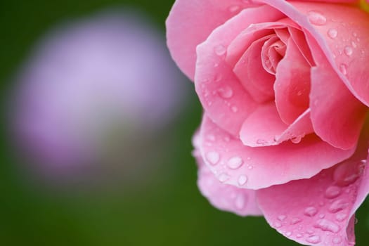 rose without hip without rosehip