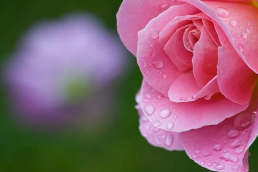 rose without hip without rosehip