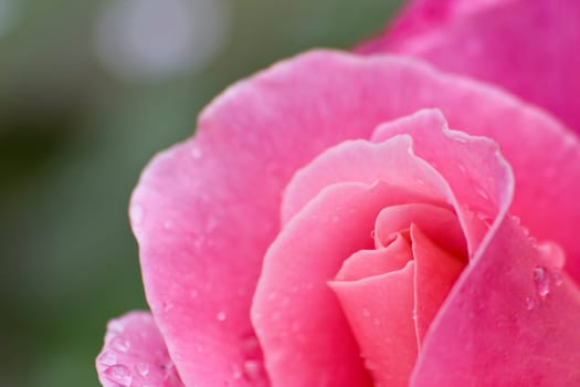 rose without hip without rosehip