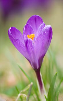 crocus