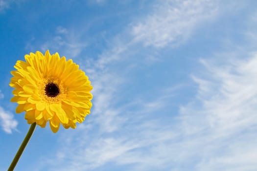 Beautiful summer time with yellow gerbera daisy over blue sky. With room for your text.