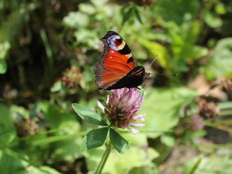 Peacock eye on red clover