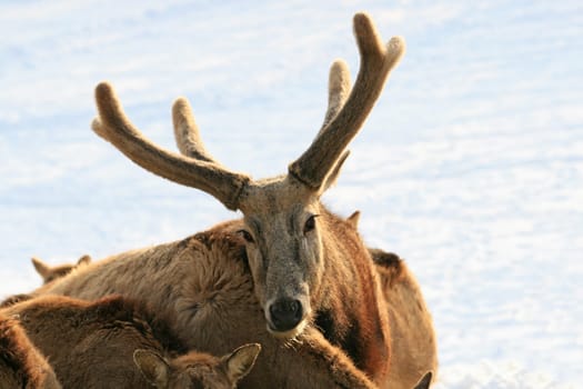 Fallow deer in winter