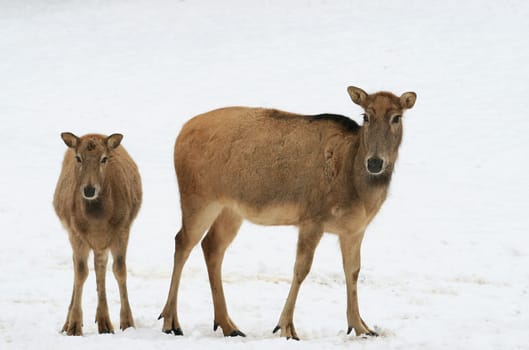 Fallow deer in winter