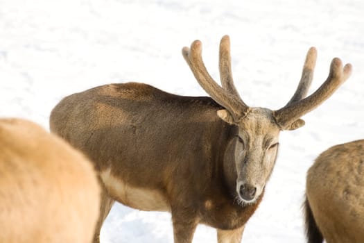 Fallow deer in winter