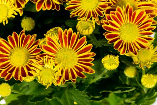 Chrysanthemum ,Background