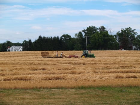 Tractor and baler working in a field of freshly cut wheat straw piled in rows ready to bale.