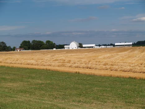 Freshly cut wheat straw piled in rows ready to bale with farm buildings behind it.