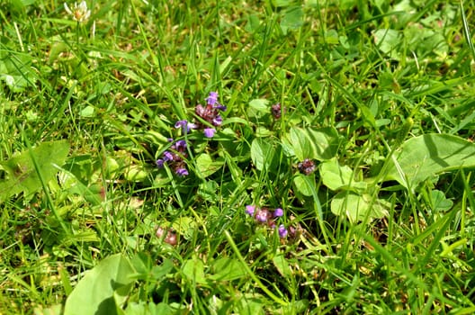 Meadow Herb Grass
