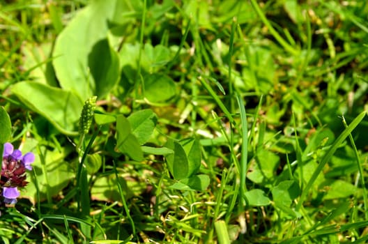 Meadow Herb Grass
