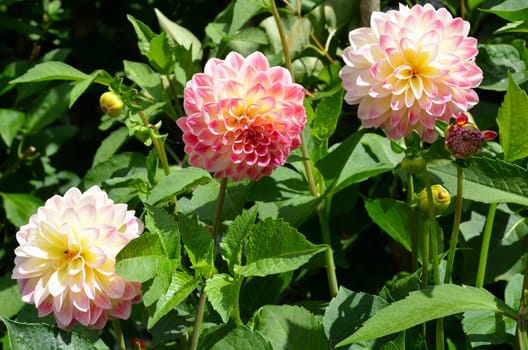 Pink Dahlias Flowers