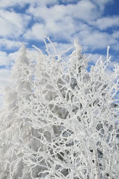 Snow in the Alps