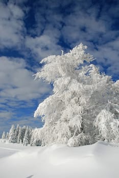 Snow in the Alps