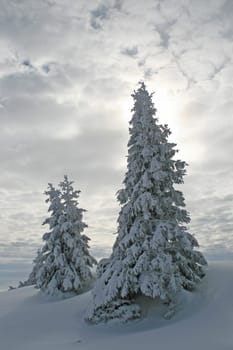 Snow in the Alps