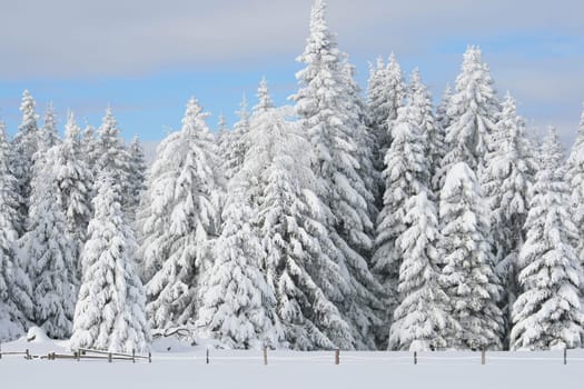 Snow in the Alps
