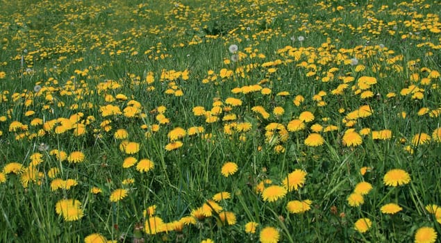 orchard meadow