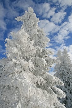 Snow in the Alps
