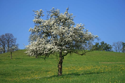 orchard meadow