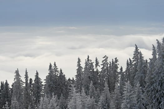 Snow in the Alps