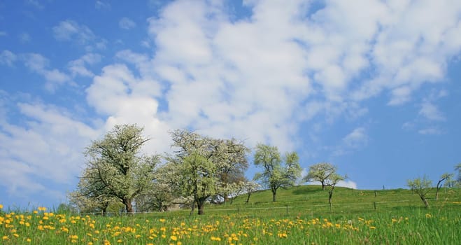 orchard meadow