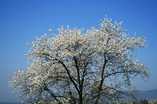 orchard meadow