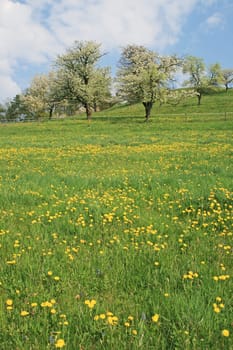 orchard meadow
