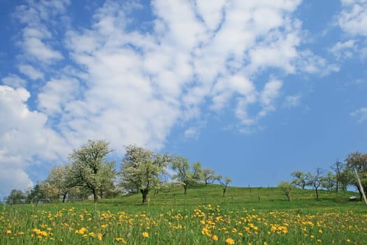 orchard meadow