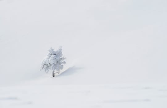 Snow in the Alps