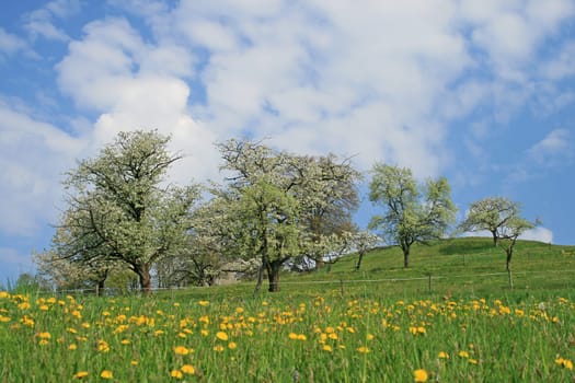 orchard meadow