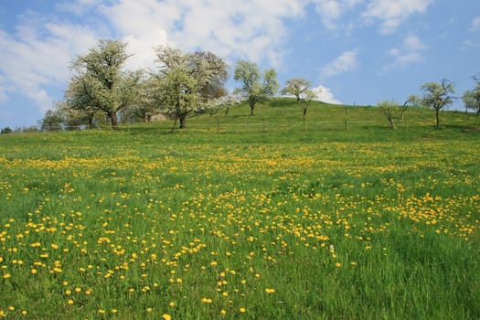 orchard meadow