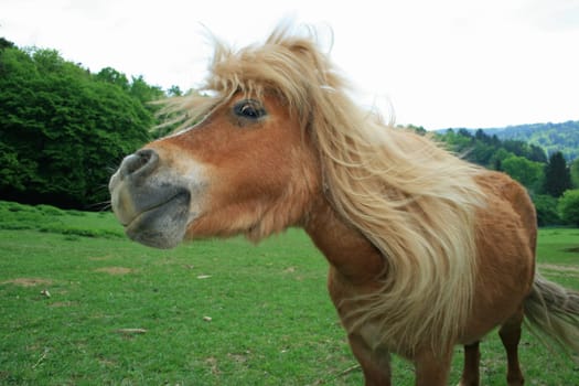 Pony