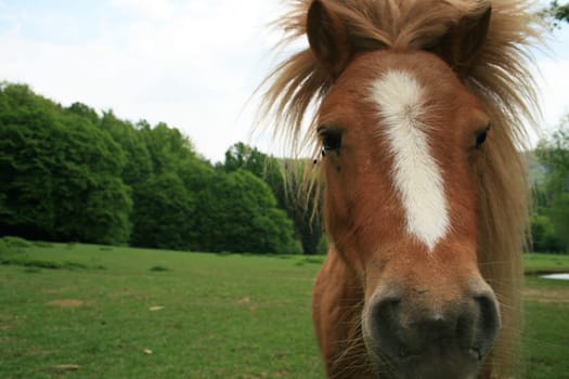 Pony