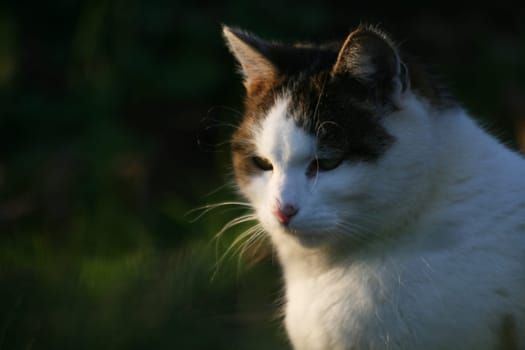 (cat animal) without big