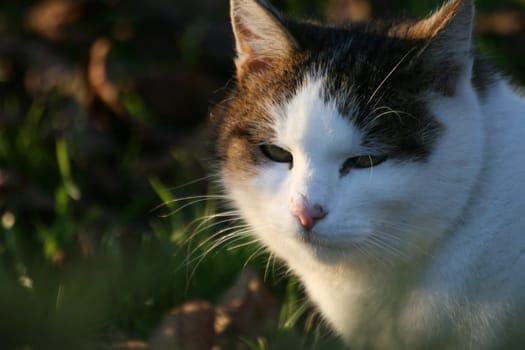 (cat animal) without big