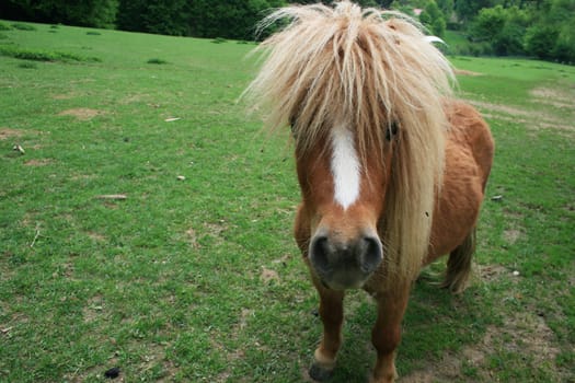 Pony