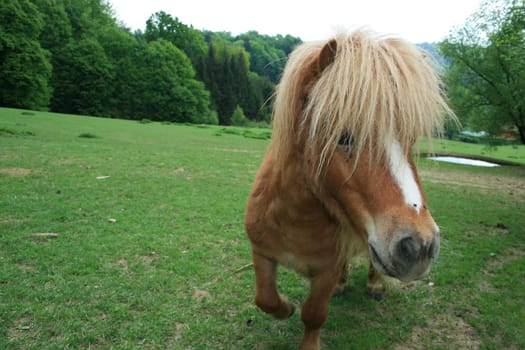 Pony