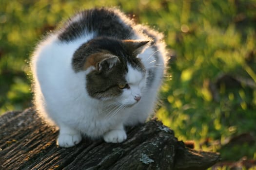 (cat animal) without big