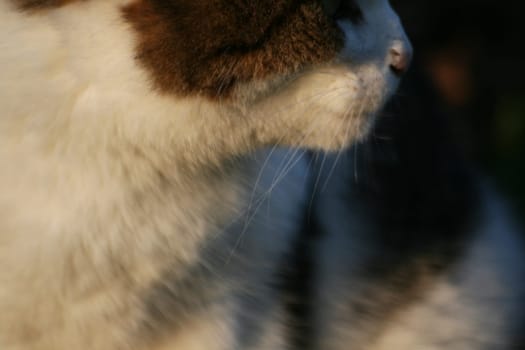 (cat animal) without big