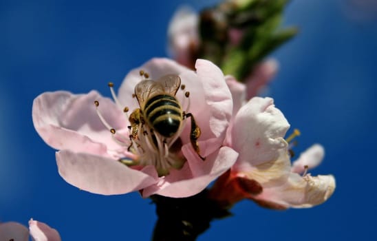 Peach Tree Blossom