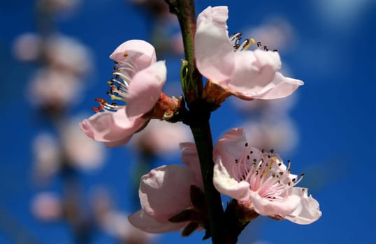 Peach Tree Blossom