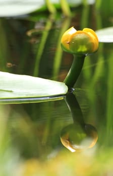 yellow water lily
