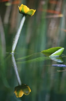 yellow water lily