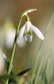 Snowdrop